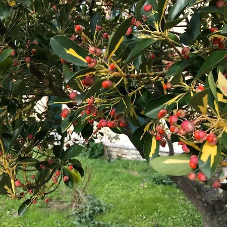 In Banos With Shared Swimming Pool Apartamento Roda (Corfu)